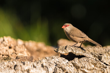 Common waxbill (Estrilda astrild) is a small passerine bird, native to tropical and southern Africa.