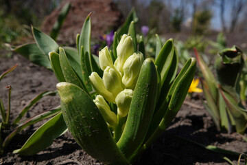 Obraz premium Flowers Hyacinth
