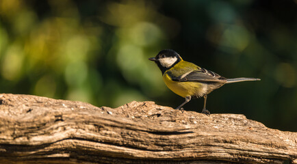 A close-up of Great tit (Parus major) in the forest.