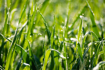 Water drops on wheat plants