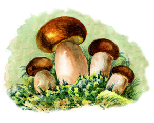 Mushrooms botanical illustration. Family of mushrooms. Four cute porcini mushrooms.