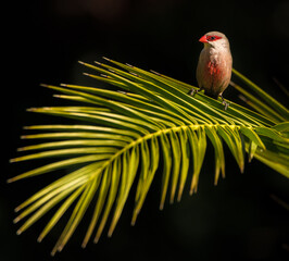 Common waxbill (Estrilda astrild) is a small passerine bird, native to tropical and southern Africa.