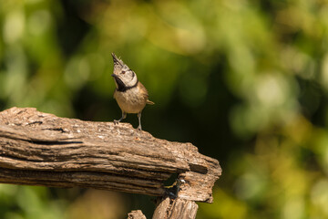 The European crested tit, or simply crested tit (Lophophanes cristatus) is a passerine bird in the tit family Paridae.