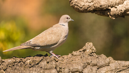 Collared dove or Eurasian collared dove (Streptopelia decaocto) is a bird belonging to the order of the Columbiformes.
