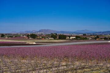 Fototapeta premium Peach blossom in Cieza, Soto de la Zarzuela in the Murcia region in Spain