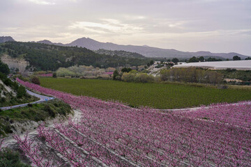 Plakat Peach blossom in Cieza La Torre in the Murcia region in Spain