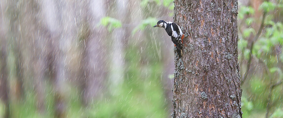 spotted woodpecker on tree, springtime beautiful forest bird in spring