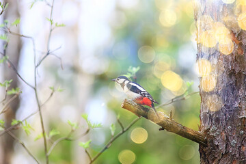 spotted woodpecker on tree, springtime beautiful forest bird in spring