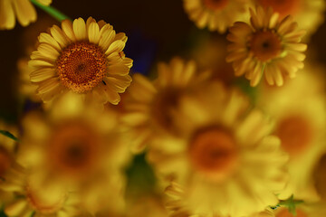 yellow daisies summer background, abstract natural floral spring