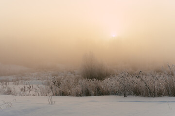 morning in the forest