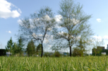 Fototapeta premium grass and sky