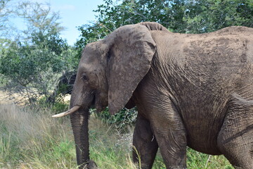 Fototapeta na wymiar african elephant in kruger park