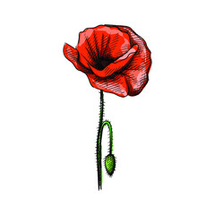 Colorful watercolor Hand drawn sketch of blooming poppy flower on a white background. Poppy flower. Plants and flowers.	

