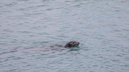 Fototapeta premium Iceland