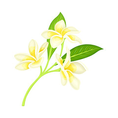 Fototapeta na wymiar Frangipani or Plumeria White Flower with Green Leaf on Stem Vector Illustration