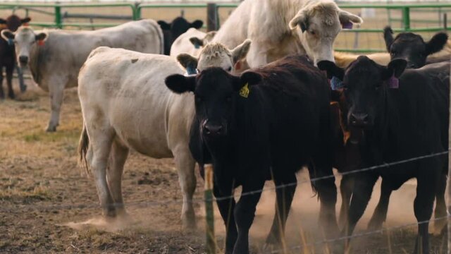 White and black cows mating in middle of a cattle pack - Slow motion, pan view