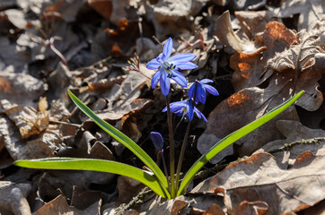 Snowdrop is the first spring flower in the forest