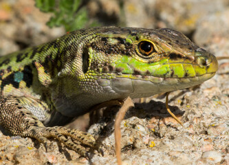 Podarcis sicula cettii, lucertola campestre