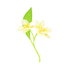 Plumeria or Frangipani Flower with White Oval Petals and Lanceolate Leaf Growing on Green Stem Vector Illustration