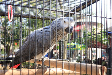Congo African grey parrot is standing on perch in the cage. Cage is in the outdoor garden. 