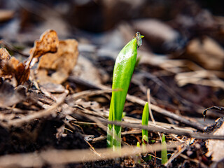 Wild bear garlic fllower. The fresh gentle leaf of early spring eatable herb