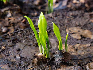 The first young leaves of Allium ursinum, known as wild garlic, wild cow leek