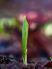 Wild bear garlic flower. The fresh gentle leaf of early spring eatable herb
