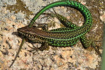 Podarcis tiliguerta tiliguerta