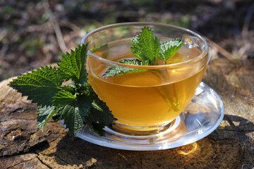 Cup of green tea with fresh nettle leaves on blurred natural background outdoors. Herbal tea in glass cup on stump in spring or summer garden. Flat ay