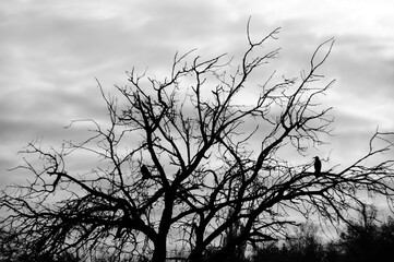 A dead tree without leaves on a dark background.