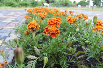 marigolds, flowers on a flowerbed