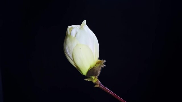 Close-up of a white magnolia flower in full bloom, time-lapse