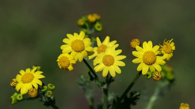 Yellow flowers of eastern groundsel, Senecio vernalis