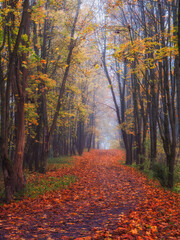 Maple alley with fallen leaves through a mystical forest. Fabulous autumn misty landscape.