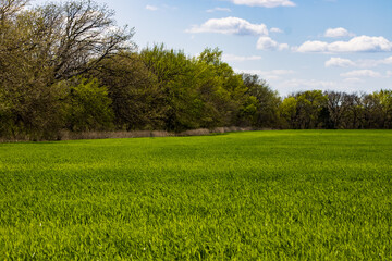 green field and blue sky
