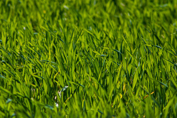green grass background