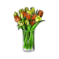 Colorful watercolor Hand drawn sketch of Tulips bouquet in a glass vase on a white background. Tulips bulb.	
