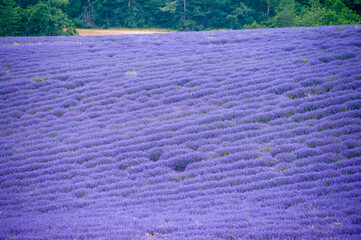 プロヴァンスの風景・ラベンダー畑