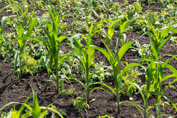 Small corn sprouts in the field