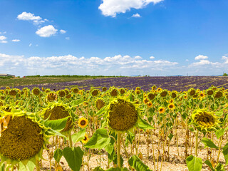 プロヴァンスの風景・ラベンダーとひまわり畑