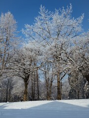 White trees and blue sky
