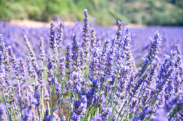 プロヴァンスの風景・ラベンダー畑