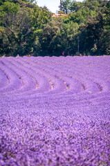 プロヴァンスの風景・ラベンダー畑