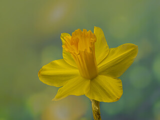 Eine Osterglocke / Gelbe Narzisse (Narcissus pseudenarcissus) im Sonnenlicht im Garten