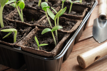 Young green seedlings of cucumbers or gherkins and zucchini in peat pots and gardening tools on the wooden surface, home gardening and connecting with nature concept