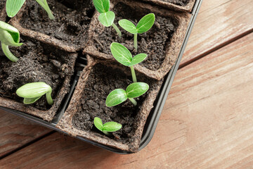 Cucumbers and zucchini seedlings in peat pots on the wooden surface, home gardening and connecting with nature concept, top view