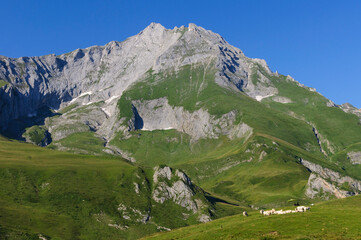 Obraz premium Un troupeau de vaches dans les pyrennées face aux montagnes