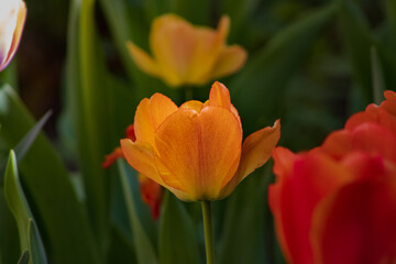 Obraz na płótnie Canvas red yellow tulip