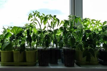 Early seedlings grown from seeds at home on the windowsill. seedlings in peat pots.Sowing of young...