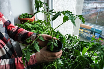 Early seedlings grown from seeds at home on the windowsill. seedlings in peat pots.Sowing of young...